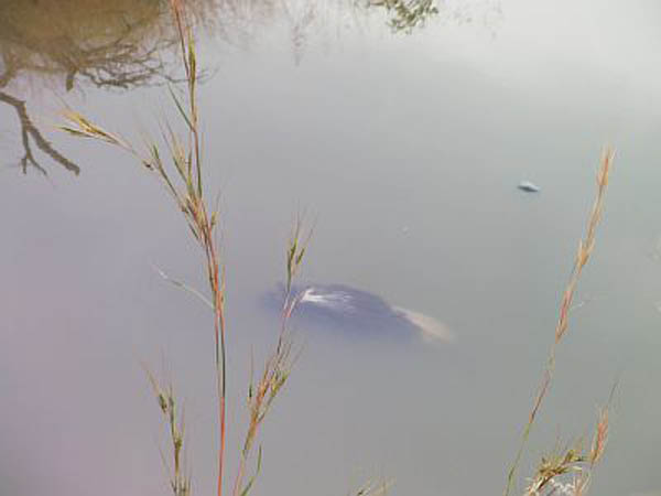 Ostrich killed by croc